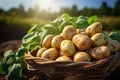 Basket full of freshly harvested potatoes in a summer field