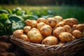 Basket full of freshly harvested potatoes in a summer field