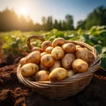 Basket full of freshly harvested potatoes in a summer field