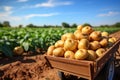 Basket full of freshly harvested potatoes in a summer field