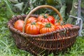 Basket full of freshly harvested tomatoes Royalty Free Stock Photo