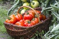 Basket full of freshly harvested tomatoes Royalty Free Stock Photo