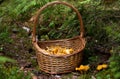 Basket of wild golden chanterelles in the forest Royalty Free Stock Photo