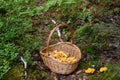 Basket of wild golden chanterelle mushrooms in the forest Royalty Free Stock Photo