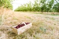 Basket full of freshly picked ripe cherries on dry grass