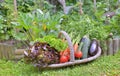 Basket full of freshness vegetables