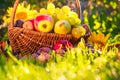 Basket full fruits grass sunset light Royalty Free Stock Photo