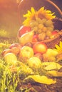 Basket full fruits grass sunset light Royalty Free Stock Photo