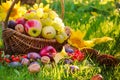 Basket full fruits grass sunset light Royalty Free Stock Photo