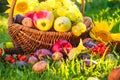 Basket full fruits grass sunset light Royalty Free Stock Photo