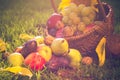 Basket full fruits grass sunset light Royalty Free Stock Photo