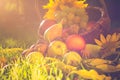 Basket full fruits grass sunset light Royalty Free Stock Photo