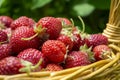 Basket full of luscious ripe red strawberries Royalty Free Stock Photo