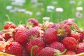 Basket full of luscious ripe red strawberries Royalty Free Stock Photo