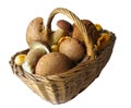 Basket full of mushrooms Royalty Free Stock Photo