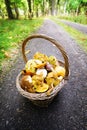 Basket full of mushrooms. Autumn season mushrooming.