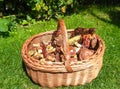 Basket full of mushrooms places in nature