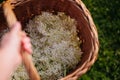 Basket full of picked elderflowers. Elderflower as a part of herbal medicine, making elderflower syrup.