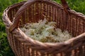 Basket full of picked elderflowers. Elderflower as a part of herbal medicine, making elderflower syrup.