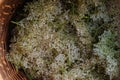 Basket full of picked elderflowers. Elderflower as a part of herbal medicine, making elderflower syrup.