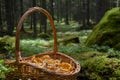 Freshly picked golden chanterelles in a basket in the forest