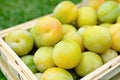 Picked greengage or plums in the basket