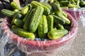 Pickling Cucumbers at a Farmer`s Market Royalty Free Stock Photo