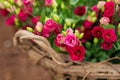 Basket full of pink roses Royalty Free Stock Photo