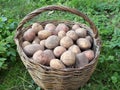 The basket full of potatoes tubers after harvesting