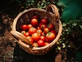 Basket full of red freshly picked tomatoes standing on green grass Royalty Free Stock Photo