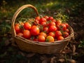 Basket full of red freshly picked tomatoes standing on green grass Royalty Free Stock Photo