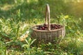 Basket full of red ripe cherries on garden grass. Cherries with cuttings collected from the tree. Self-harvesting of Royalty Free Stock Photo