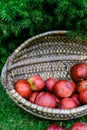 Basket full of red and sweet apples Royalty Free Stock Photo