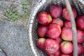 Basket full of red and sweet apples Royalty Free Stock Photo