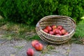 Basket full of red and sweet apples Royalty Free Stock Photo