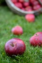 Basket full of red and sweet apples Royalty Free Stock Photo