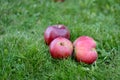 Basket full of red and sweet apples Royalty Free Stock Photo