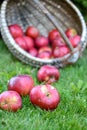 Basket full of red and sweet apples Royalty Free Stock Photo