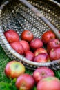 Basket full of red and sweet apples Royalty Free Stock Photo