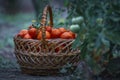 Basket full red tomatoes plants. freshly picked wicker basket. rustic. rich harvest Process greenhouse organic vegetable garden. Royalty Free Stock Photo