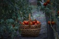 Basket full red tomatoes plants. freshly picked wicker basket. rustic. rich harvest Process greenhouse organic vegetable garden. Royalty Free Stock Photo