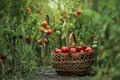 Basket full red tomatoes plants. freshly picked wicker basket. rustic. rich harvest Process greenhouse organic vegetable garden. Royalty Free Stock Photo