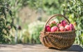 Basket full of ripe apples in a garden. Apple harvest. Autumn concept