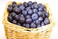 The basket full of a ripe bilberry