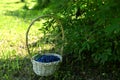 Basket full of ripe blue haskap berry under honeysuckle bush Royalty Free Stock Photo