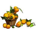 Basket full of tangerines with leaves