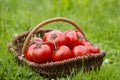 Basket full of tomatoes Royalty Free Stock Photo