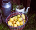 a basket of garden pears is in the garden.