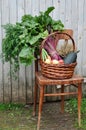 Basket with gifts of autumn consisting of carrots, beets, zucchini, apples, wheat on an old chair . Harvest