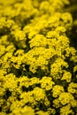 Basket of gold, (Aurinia saxatilis) in spring Royalty Free Stock Photo